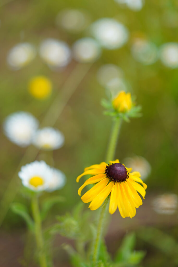 Vibrant Rudbeckia Flower Wallpaper: Bright Yellow Petals & Greenery
