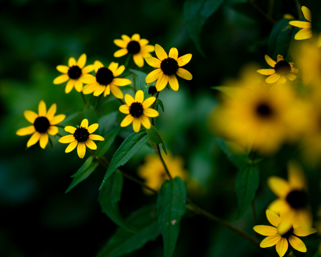 Vibrant Yellow Rudbeckia Wallpaper with Soft Green Background