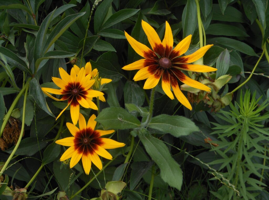 Vibrant Rudbeckia Flowers Wallpaper: Bright Yellow Garden Background