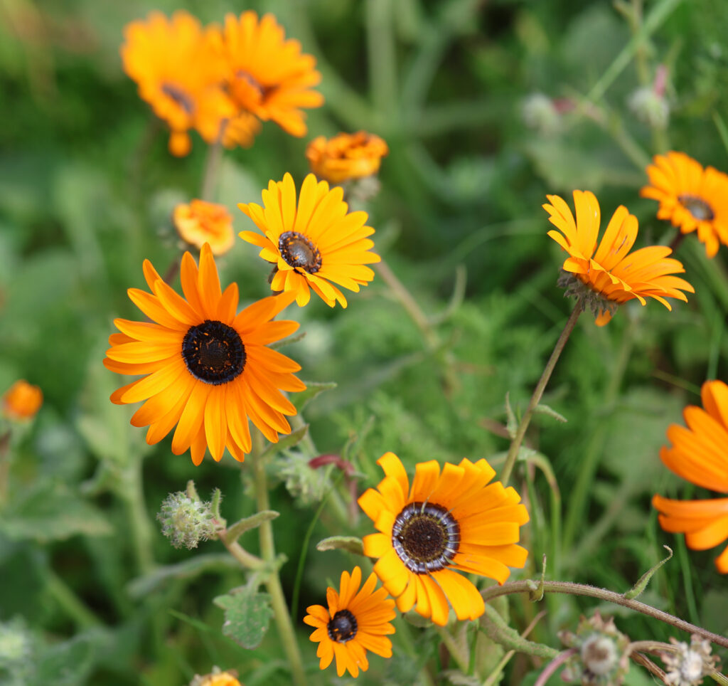 Vibrant Rudbeckia Wallpaper: Striking Yellow Petals & Green Background