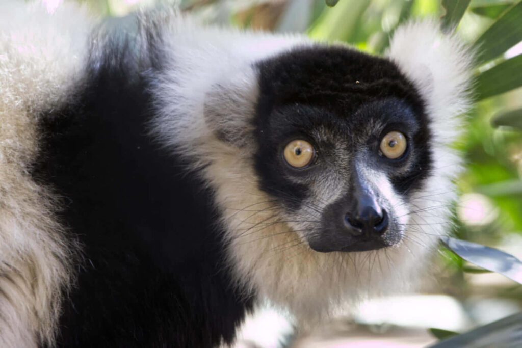 Vibrant Ruffed Lemur Wallpaper: Striking Fur in Lush Habitat
