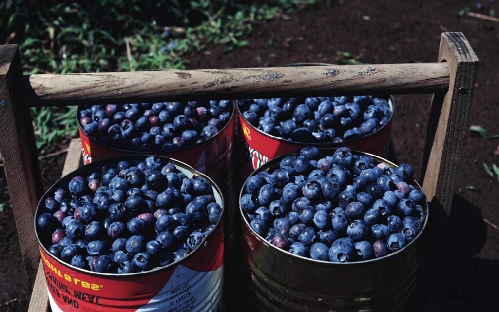 Rustic Wallpaper: Freshly Harvested Cranberries on Earthy Ground