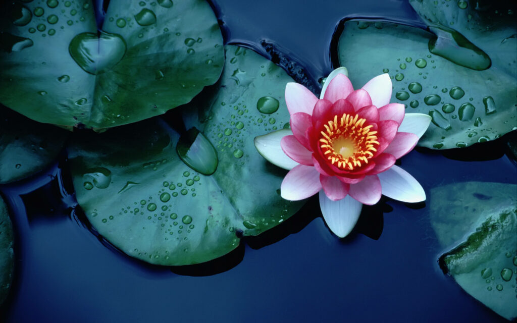 Tranquil Sacred Lotus Wallpaper: Vibrant Bloom on Green Lily Pads