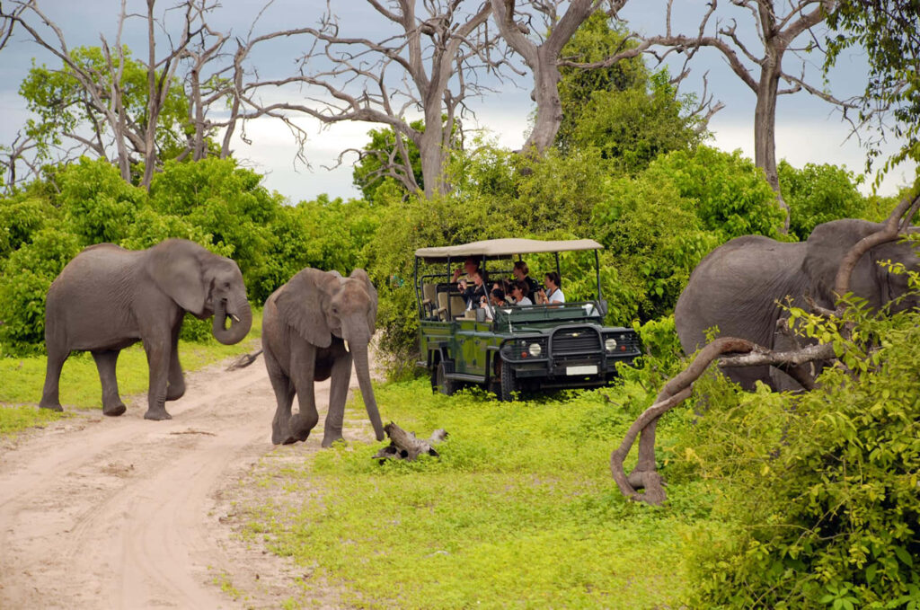 Vibrant African Safari Wallpaper: Elephants & Tourists in Nature