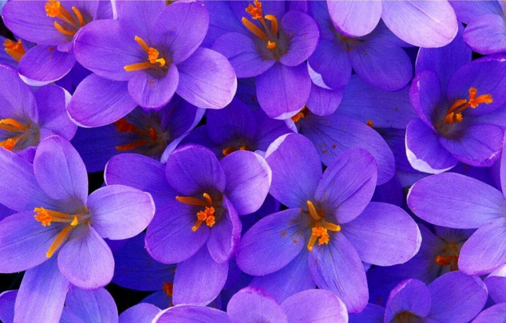 Vibrant Saffron Crocus Wallpaper: Purple Petals & Orange Stamens