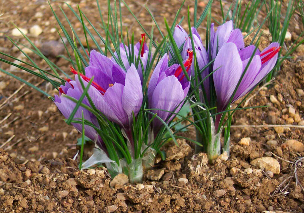Vibrant Saffron Crocus Flowers Wallpaper - Purple & Red Beauty