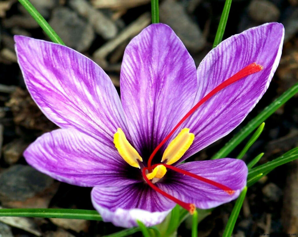 Vibrant Saffron Crocus Wallpaper: Violet Petals & Green Foliage