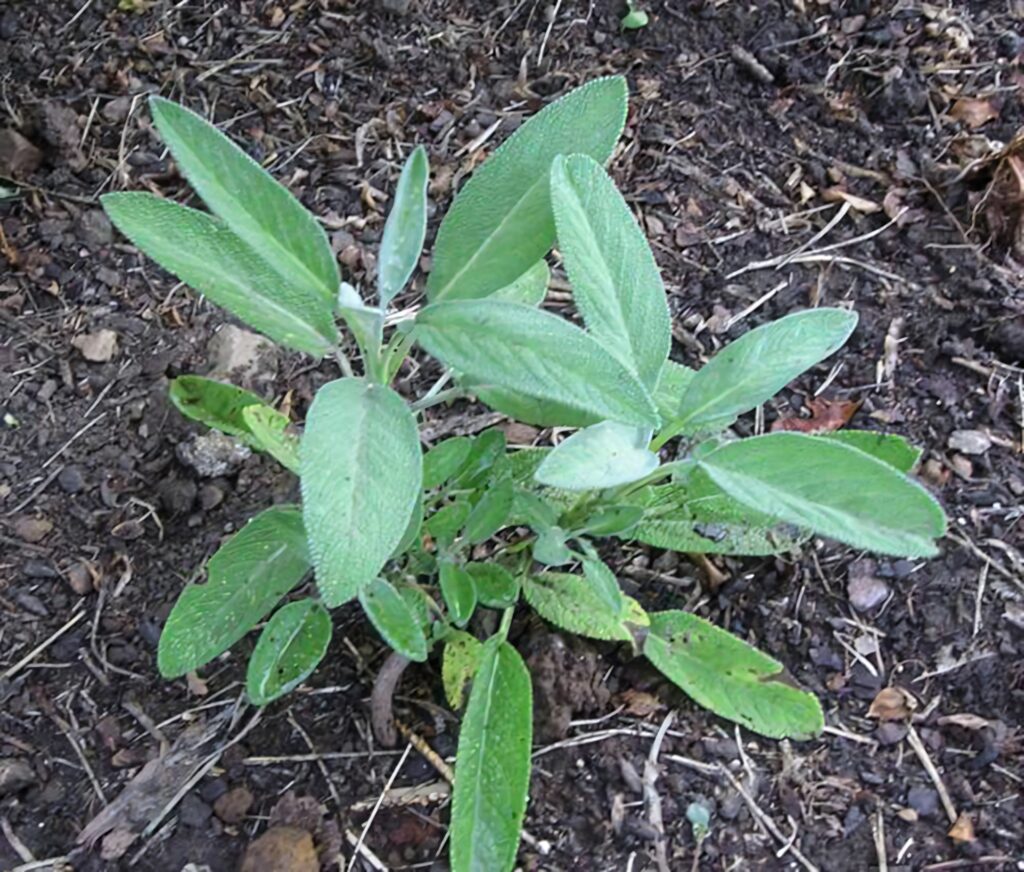 Fresh Sage Plant Wallpaper: Vibrant Green Leaves on Earthy Background