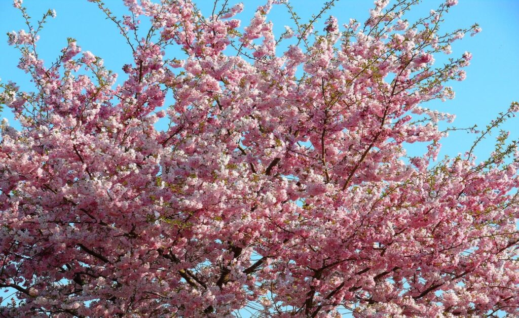 Vibrant Sakura Blossoms Wallpaper: Cheerful Spring Background