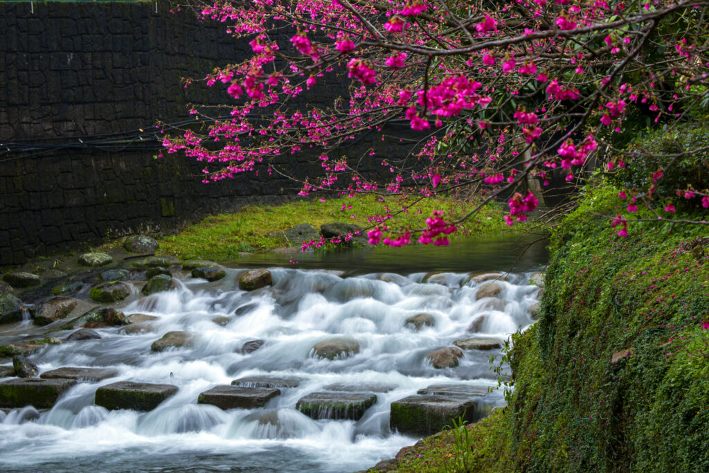 Vibrant sakura branches with pink flowers over a gentle waterfall and stones serene wallpaper