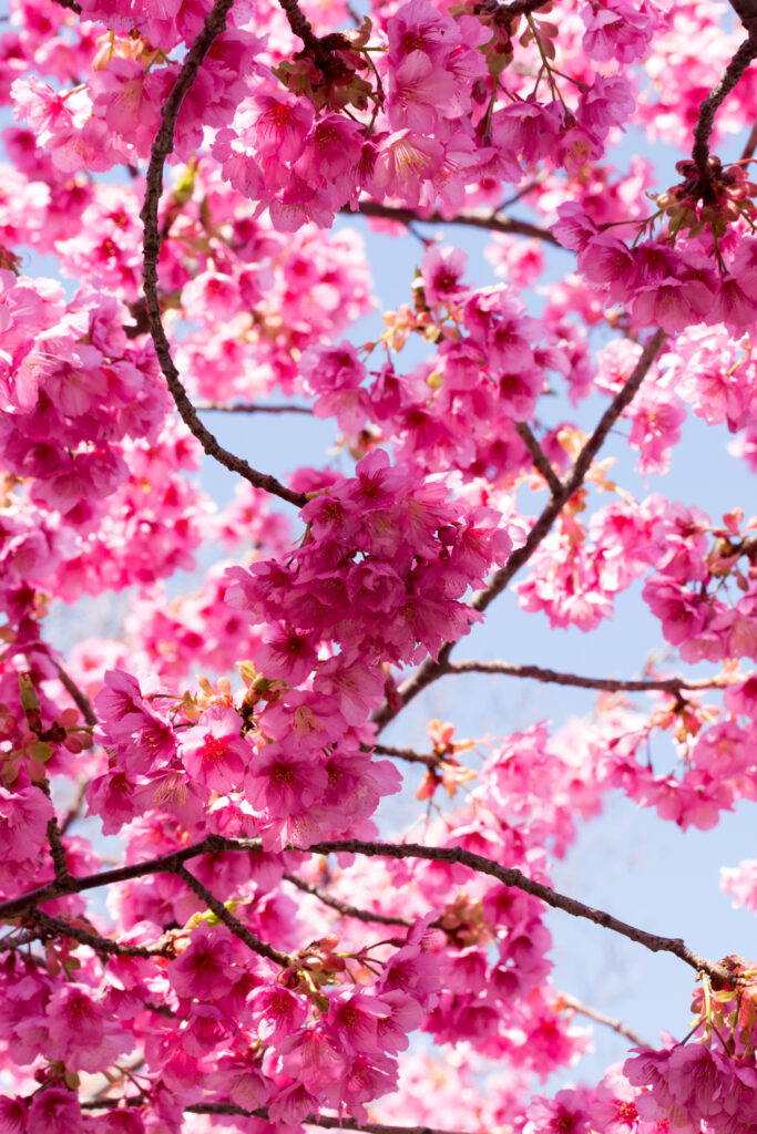 Vibrant Sakura Blossom Wallpaper - Macro View against Clear Sky