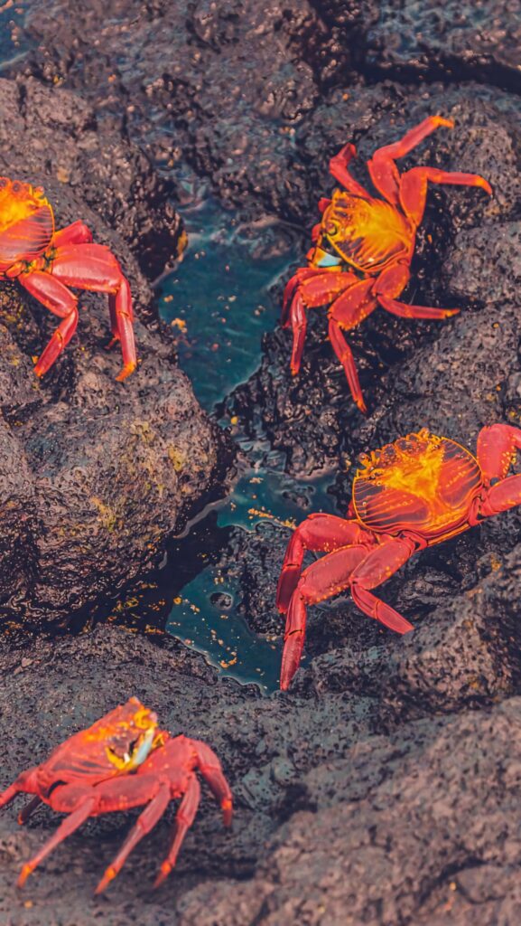 Sally Lightfoot crabs with bright red shells on dark volcanic rocks detailed nature wallpaper
