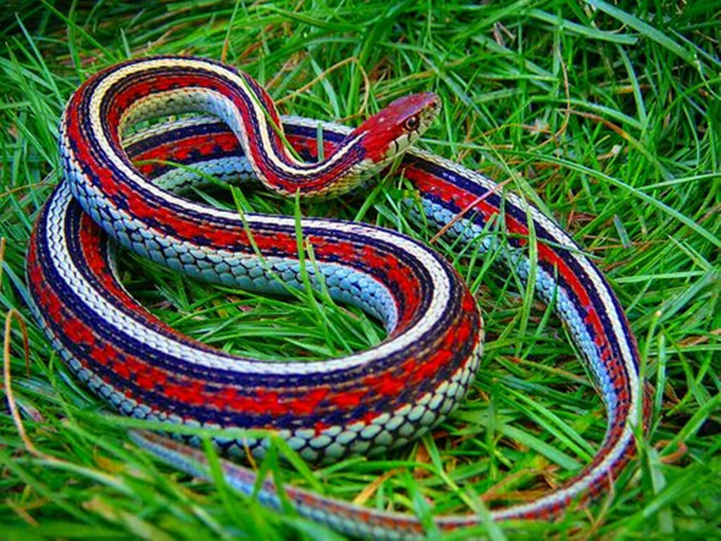 Vibrant San Francisco Garter Snake Wallpaper in Lush Green Grass
