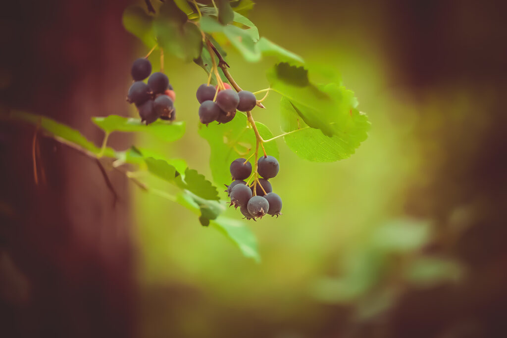 Vibrant Saskatoon Berry Wallpaper: Lush Green Background Design