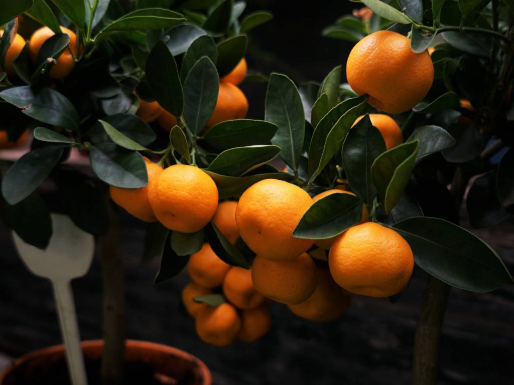 Potted Satsuma semi-seedless citrus tree with ripe orange mandarins and green leaves wallpaper