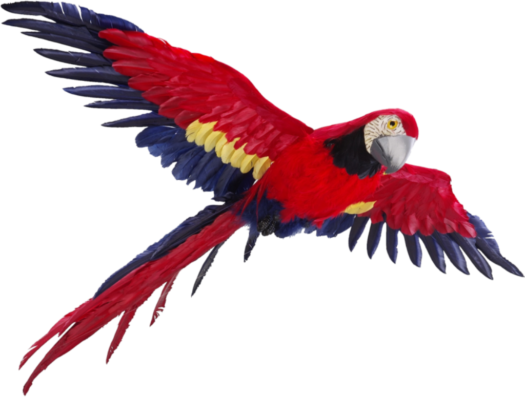 Stunning Scarlet Macaw in Flight: Vibrant Wallpaper Design