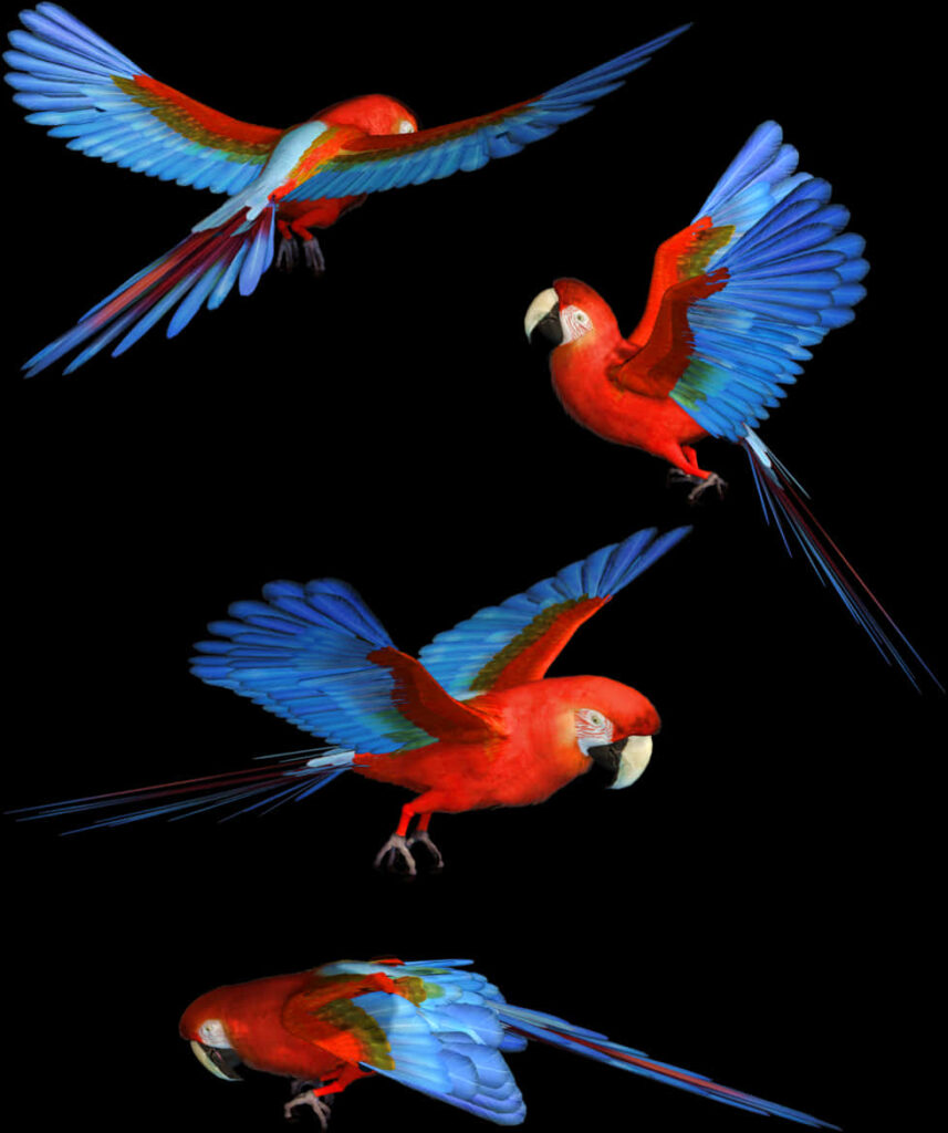 Vibrant Scarlet Macaws in Flight - Stunning Black Background Wallpaper