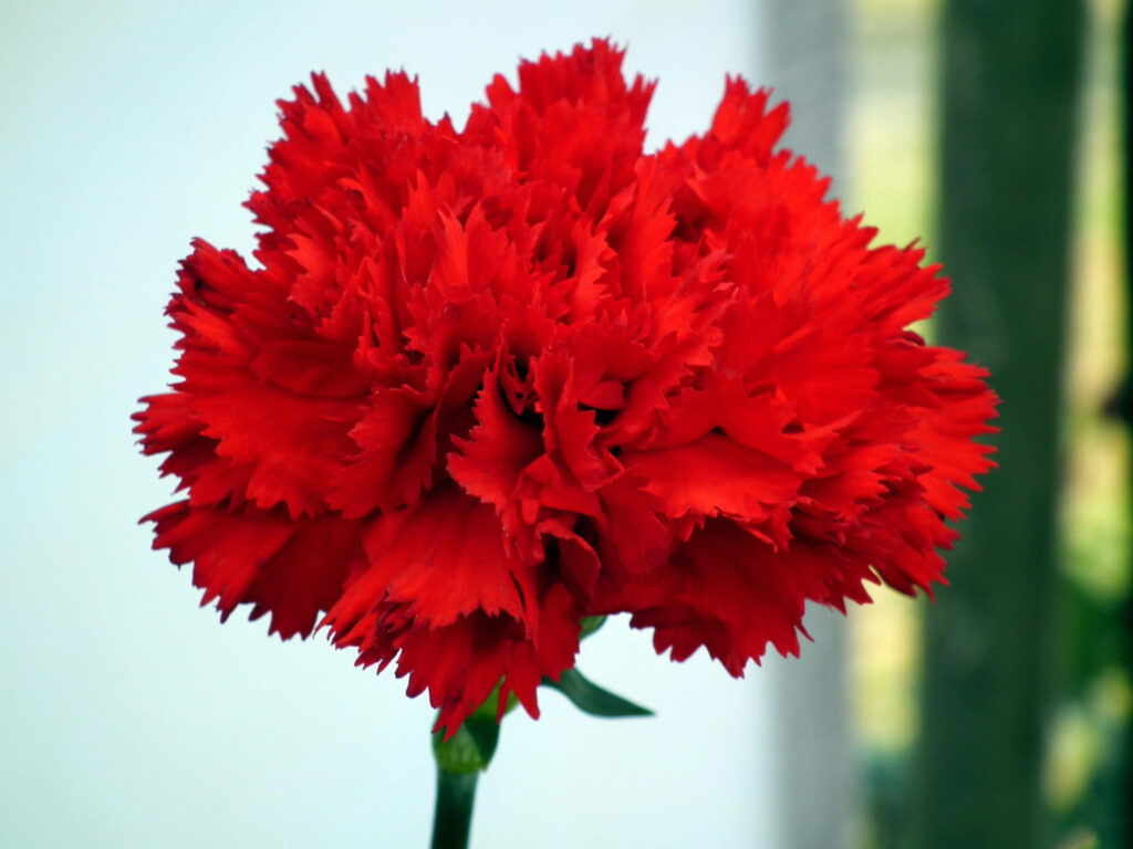 Vibrant Scarlet Red Carnation Wallpaper on Soft Neutral Background
