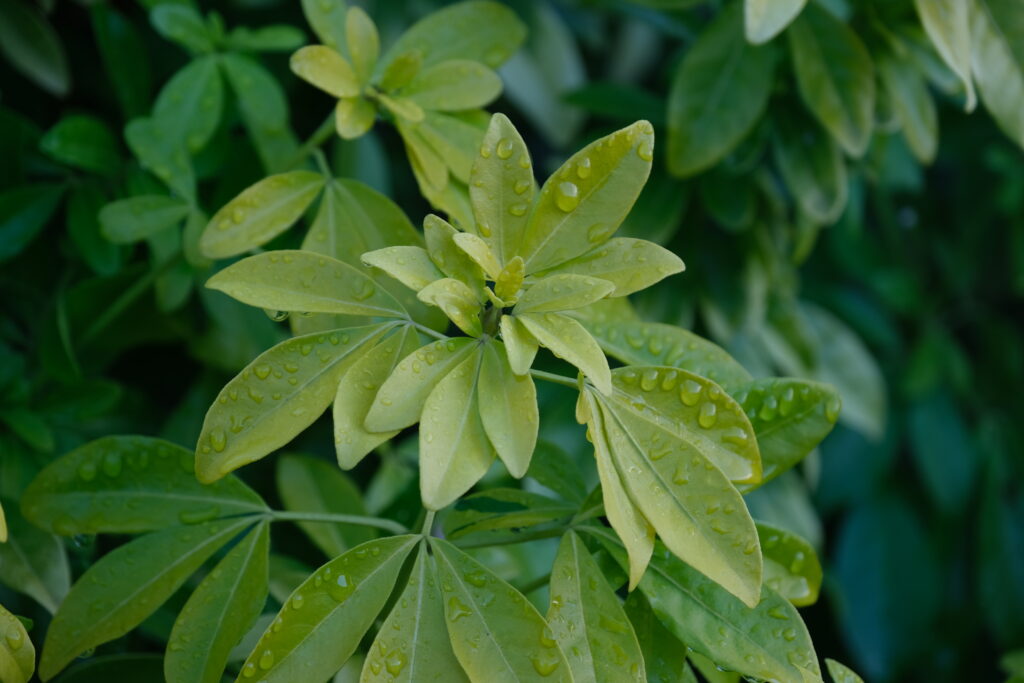 Vibrant Schefflera Leaves with Water Droplets - Macro Wallpaper
