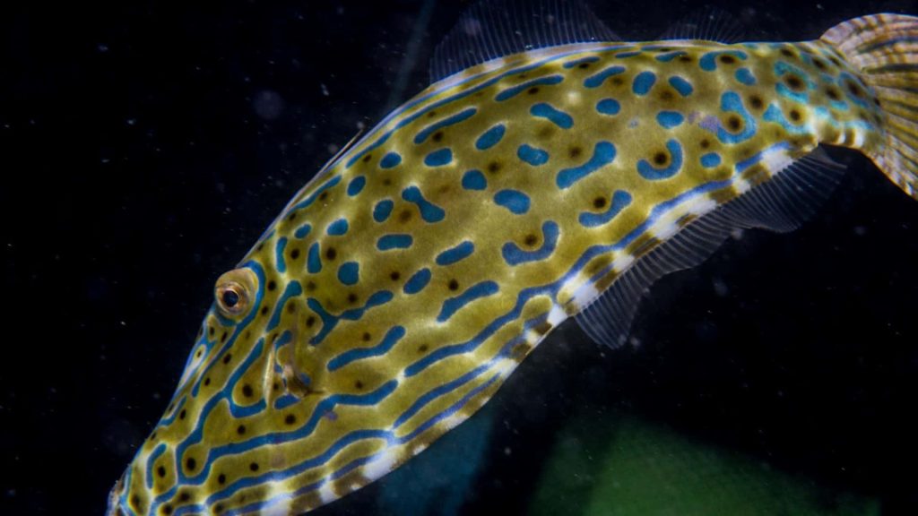 Scrawled Filefish with vibrant yellow and blue patterns on black background underwater wallpaper