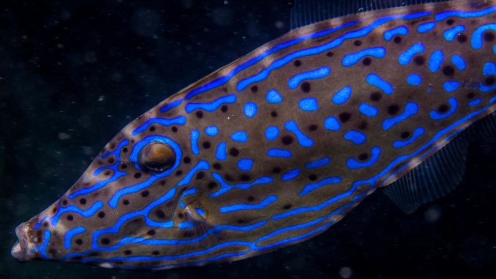 Close-up of vibrant Scribbled Filefish with electric blue scribbles and black spots underwater Wallpaper