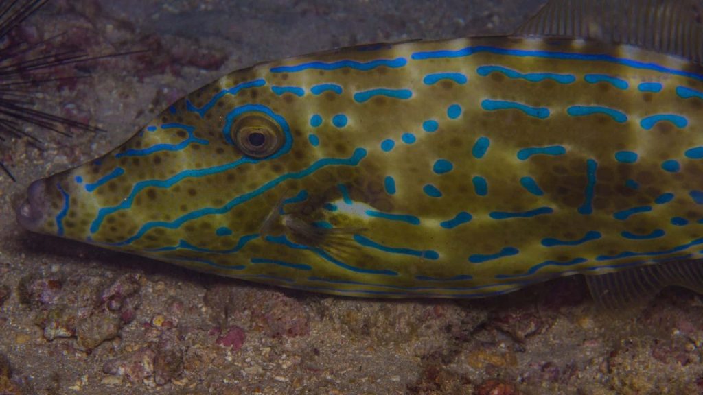 Close-up macro of Scribbled Filefish with blue lines on sandy seabed underwater wallpaper background
