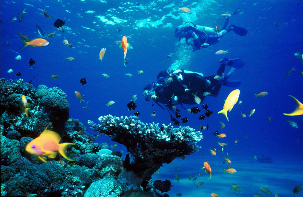 Scuba divers exploring vibrant coral reef with colorful tropical fish in deep blue water wallpaper