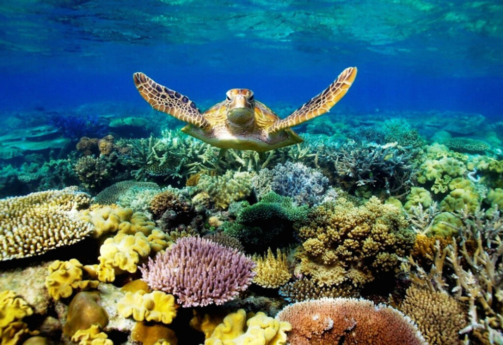 Majestic Sea Turtle Wallpaper: Vibrant Coral Reef Background