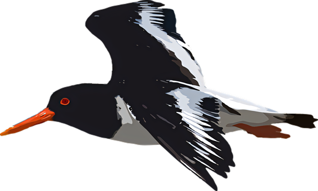 Vibrant Seabird Illustration in Flight - Graceful Sky Wallpaper