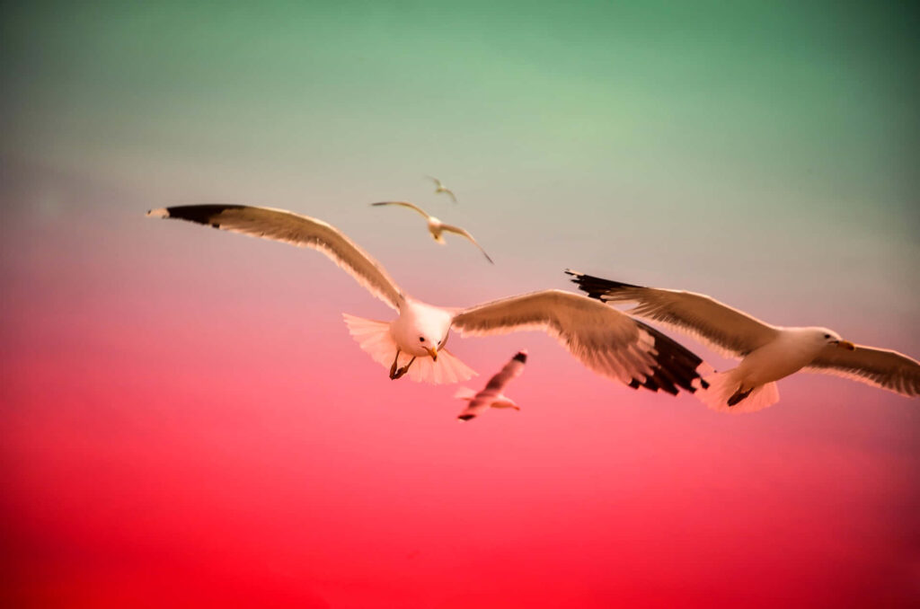 Seagulls Soaring in Dynamic Red and Green Sky Wallpaper Background