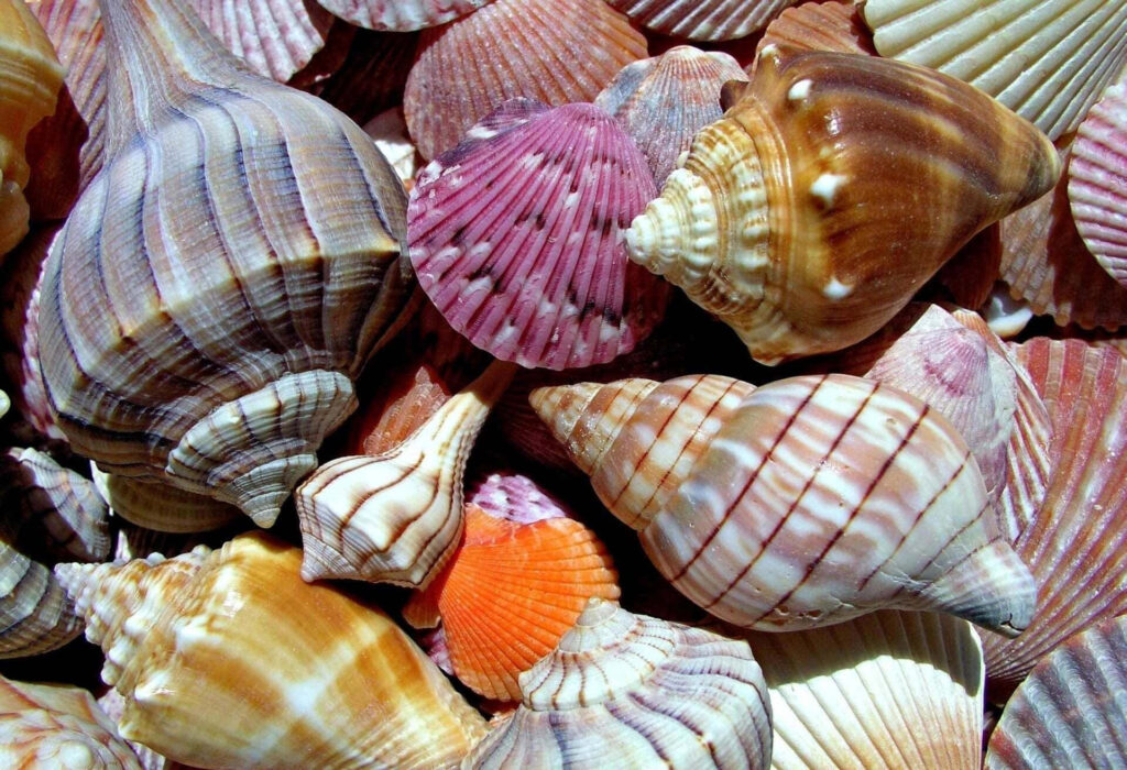 Closeup of vibrant seashells showcasing intricate patterns shapes and rich natural colors wallpaper