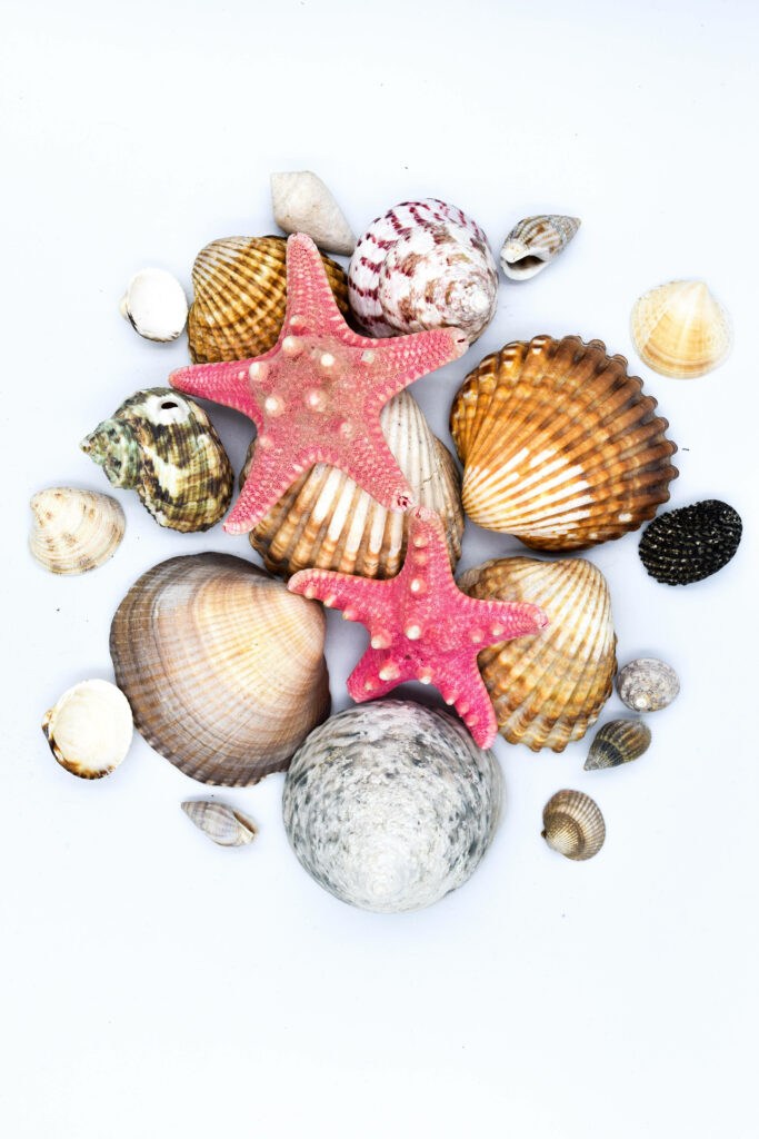 Vibrant Seashell Wallpaper: Scallops, Mussels & Starfish on White