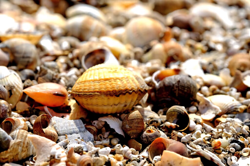 Vibrant seashore wallpaper with diverse shells and prominent cockle shell in warm sunlight