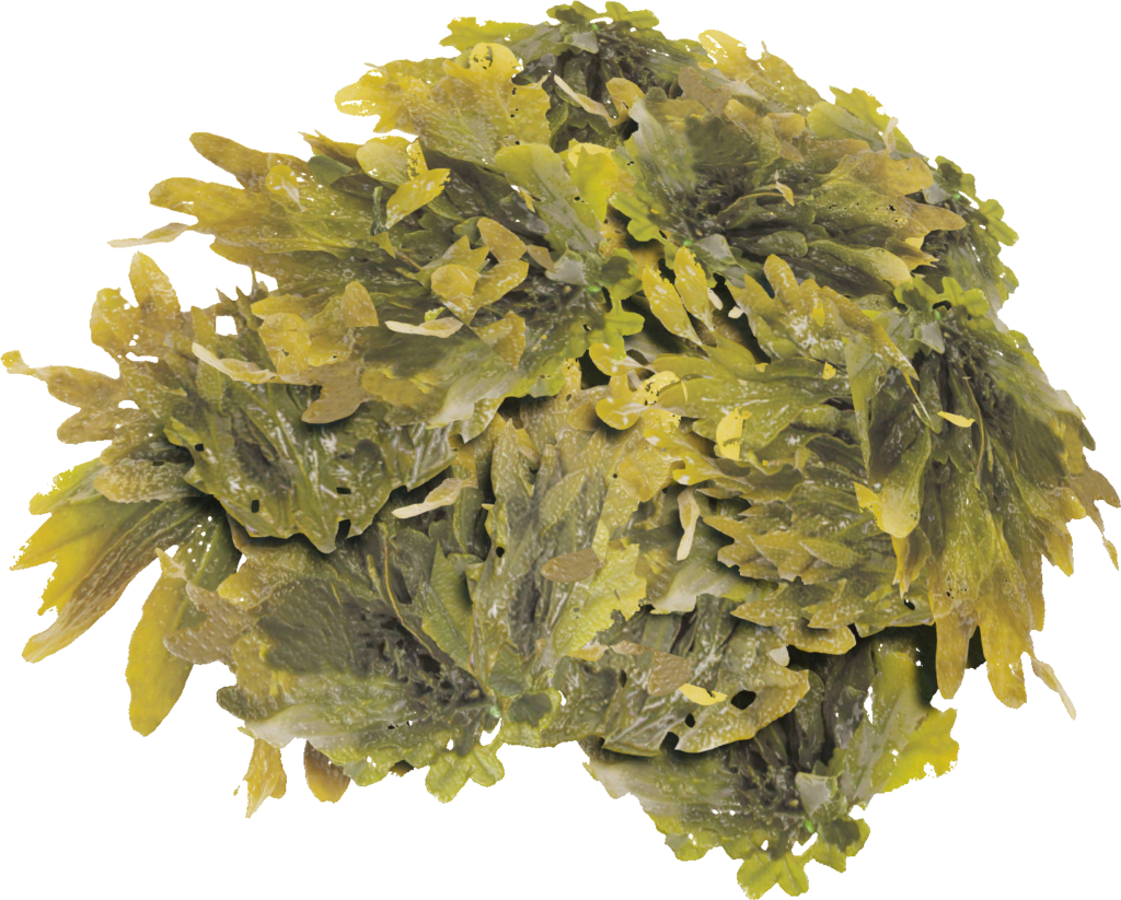 Vibrant Seaweed Cluster Wallpaper: Detailed Green Tones & Patterns