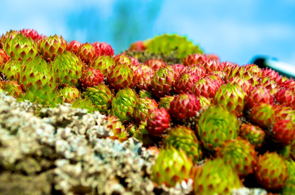 Vibrant Sempervivum Macro: Green & Red Hues Wallpaper Background