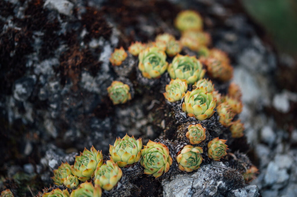 Vibrant Sempervivum Plants: Macro Shot for Nature Wallpaper Background