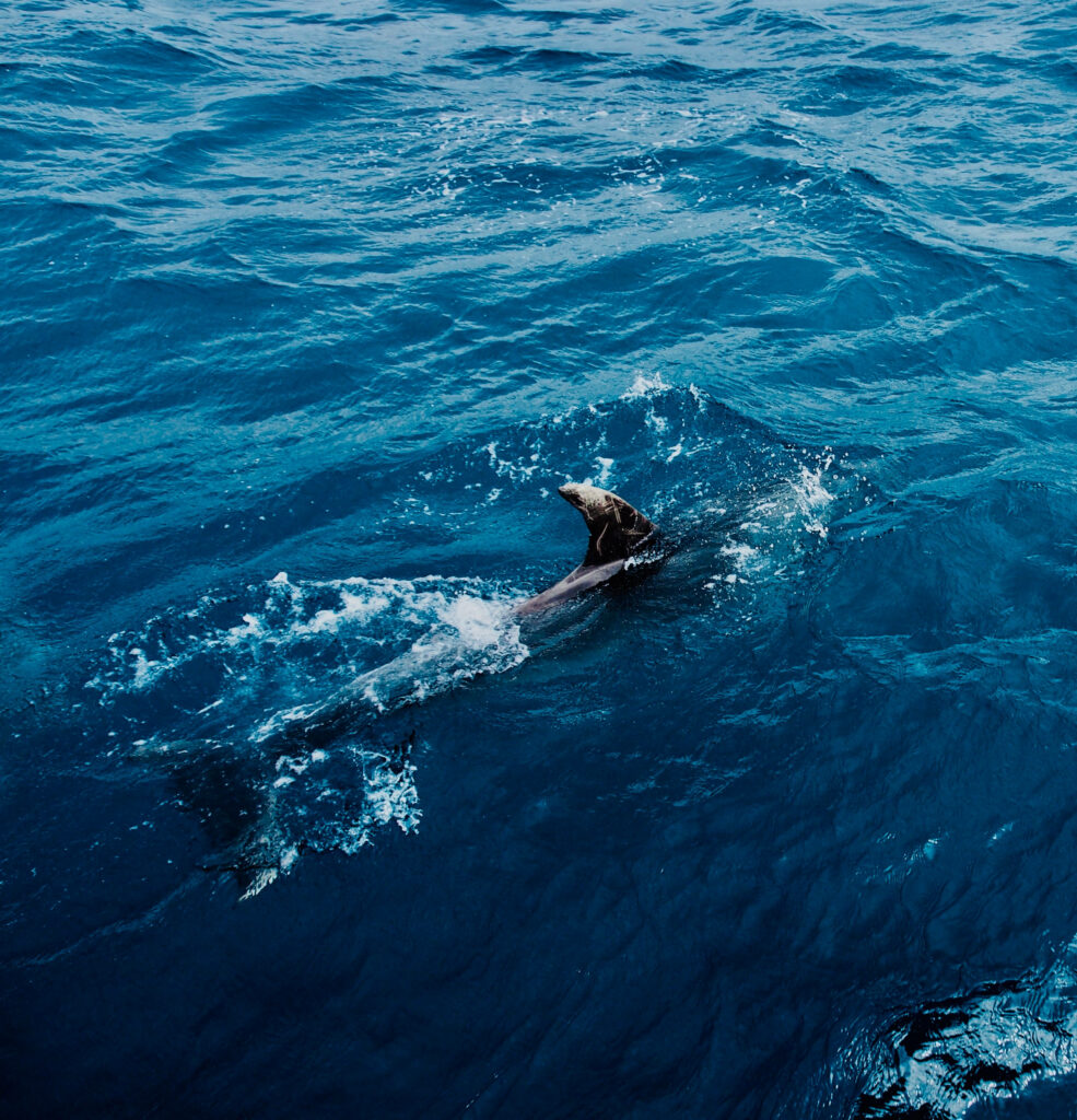 Shark Fin Splash: Vibrant Blue Ocean Wallpaper Background