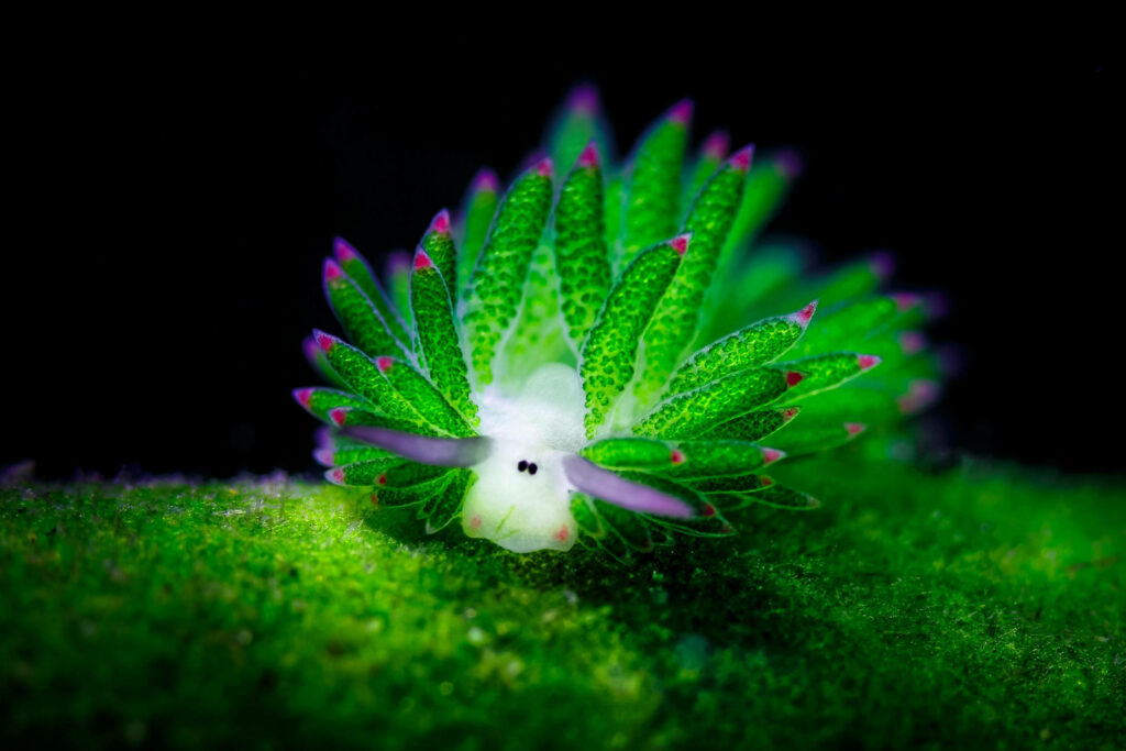 Vibrant Sea Slug Wallpaper: Intricate Leaf Appendages on Dark Background