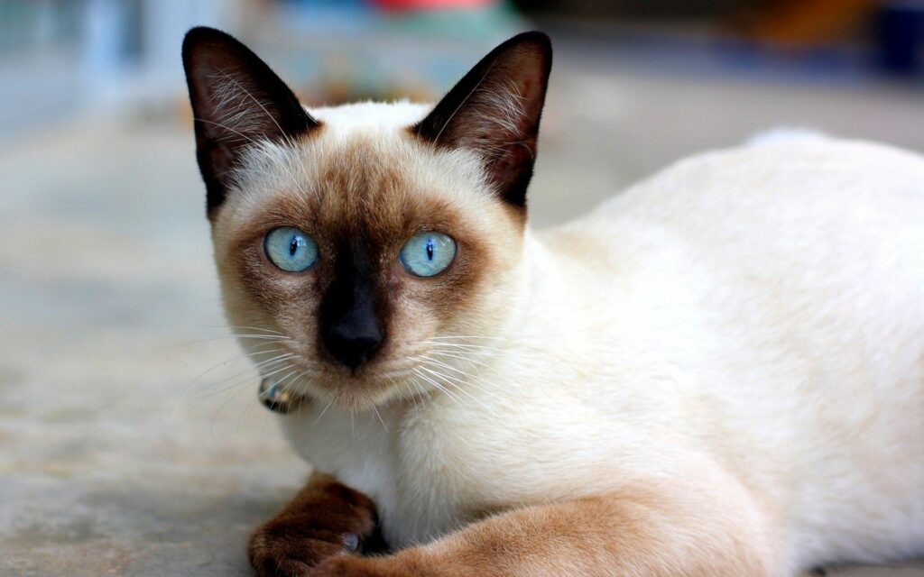 Stunning Siamese Cat Wallpaper: Vibrant Blue Eyes & Dark Markings