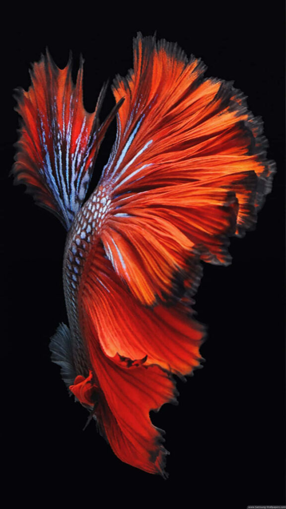 Vibrant Betta Fish Wallpaper: Stunning HD Background for Aquatic Lovers