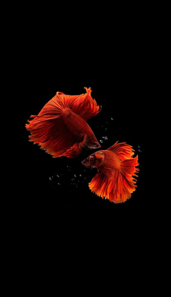 Vivid Siamese Fighting Fish Pair Captured in Striking iPhone Portrait Background Wallpaper