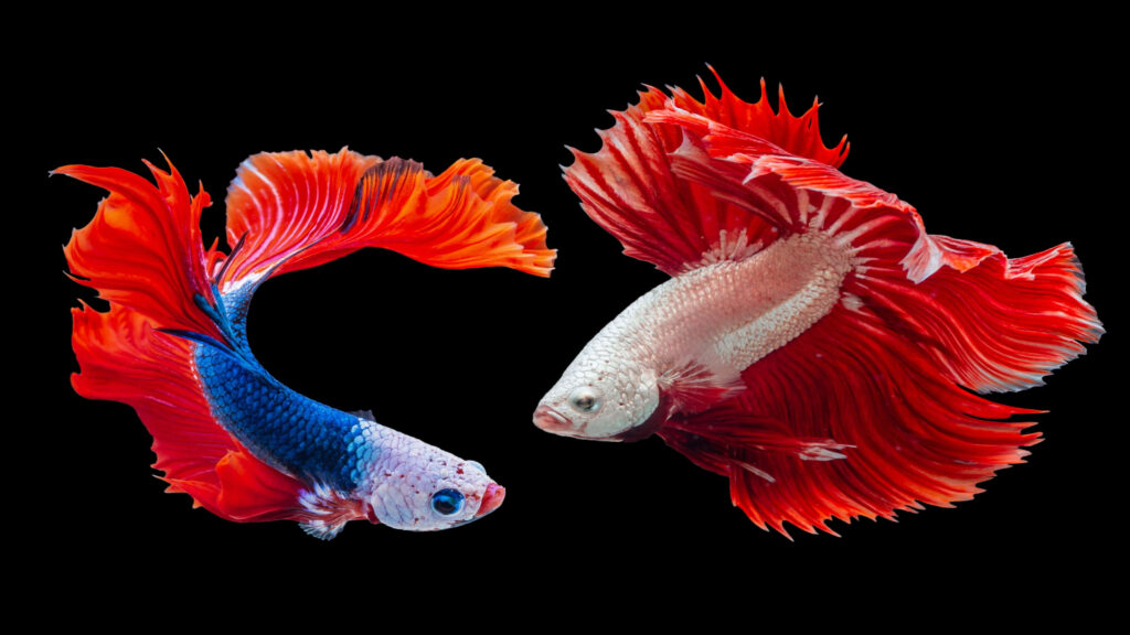 Vibrant Siamese Fighting Fish Wallpaper on Solid Black Background