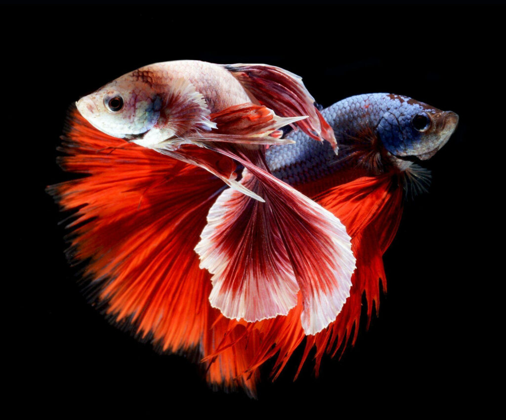 Two vibrant Siamese fighting fish with colorful fins swimming gracefully on black background wallpaper