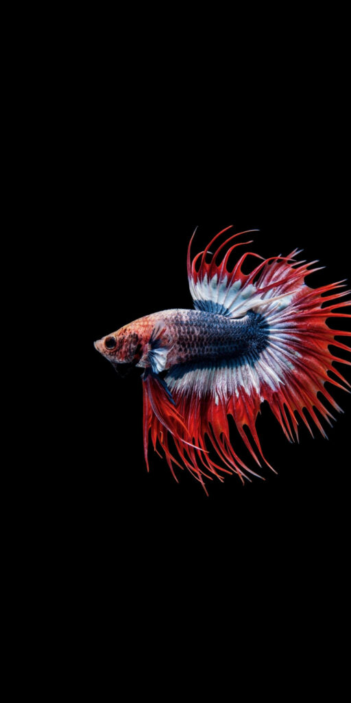 Vibrant Siamese Fighting Fish iPhone Wallpaper on Black Background