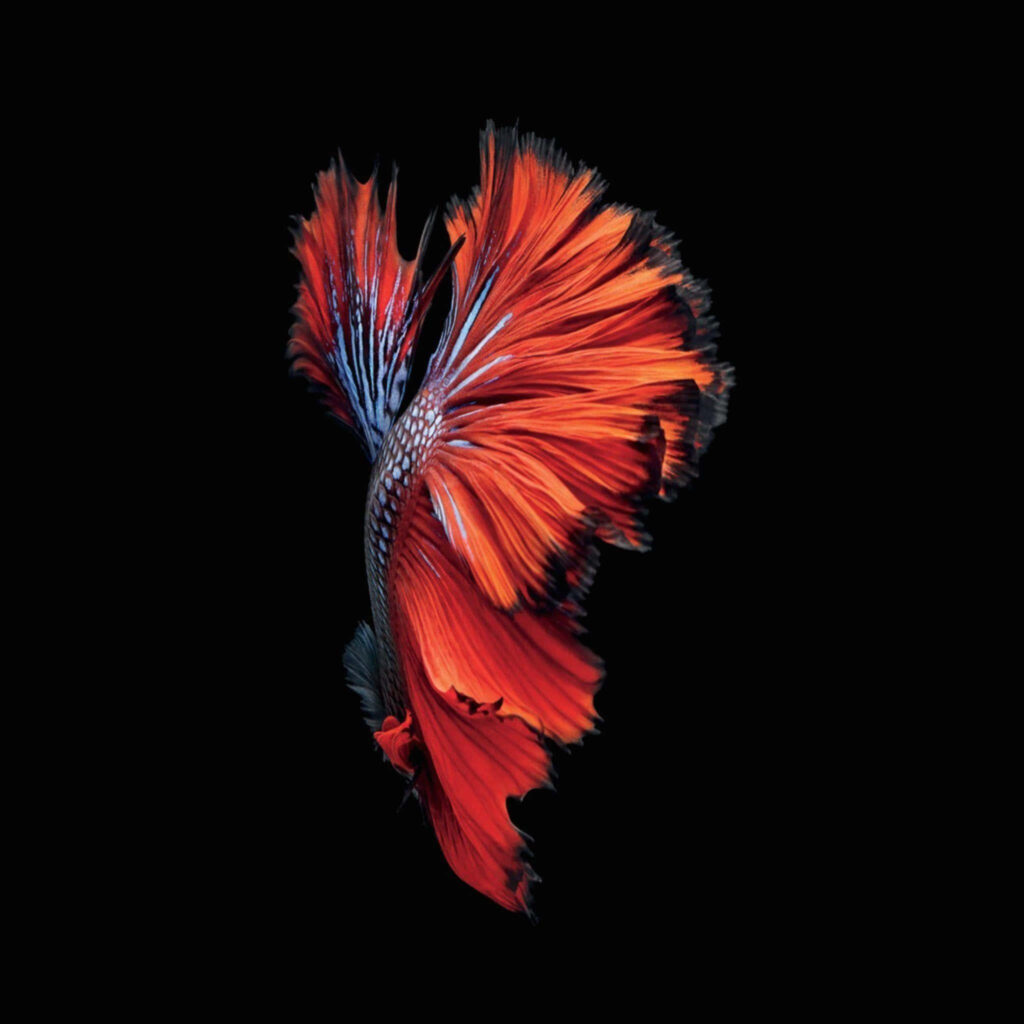 Vibrant Siamese Fighting Fish Wallpaper - Super AMOLED Display