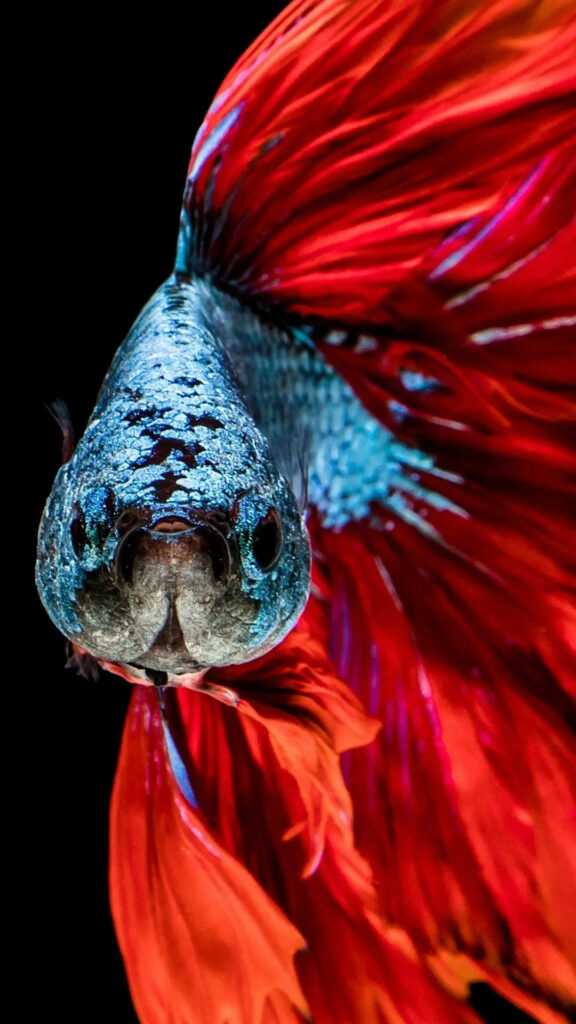 Vibrant Siamese Fighting Fish Wallpaper: Stunning Red & Blue Design