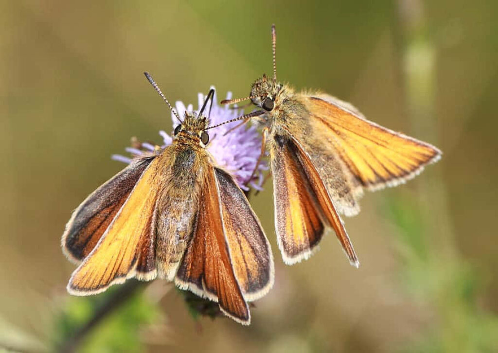 Vibrant Wallpaper: Skipper Butterflies on a Delicate Flower