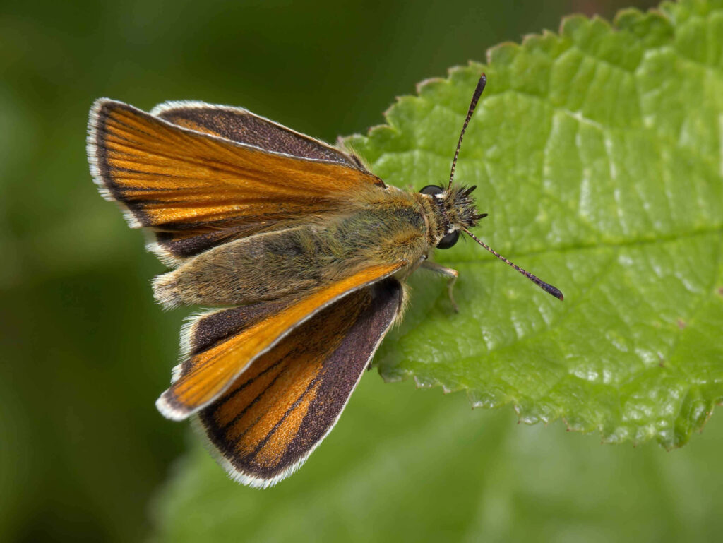 Vibrant Skipper Butterfly on Green Leaf - Intricate Wing Detail Wallpaper
