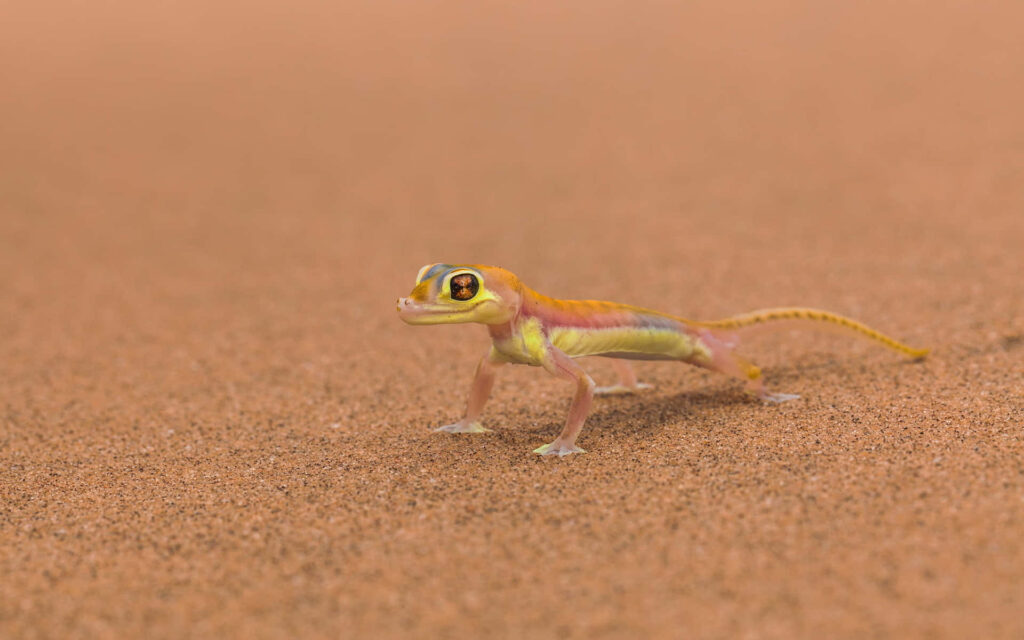 Vibrant Lizard on Sandy Terrain: Colorful Nature Background Wallpaper