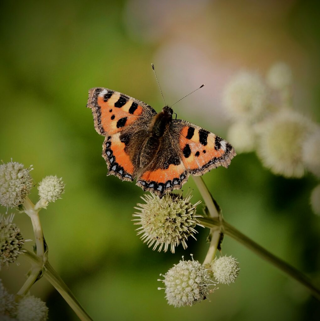 Stunning Macro Shot: Vibrant Small Tortoiseshell Butterfly Wallpaper